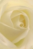 This intimate close-up places you at the very centre of a Camden-crafted white rose, inviting you to experience the gentle embrace of its cream-tinted petals. The spiraling unfurl draws your focus ever inward, as if you are sheltered within folds touched by the faintest morning dew, reminiscent of a peaceful stroll past Camden's bustling markets before dawn. Subtle highlights play across each velvet surface, while delicate shadows curl between the petals, giving the rose a quiet, contemplative depth. The atmosphere is hushed and serene, ideal for expressing admiration, new beginnings, or heartfelt sympathy on occasions that matter most to Camden residents. The sweet, subdued scent seems to linger, conjuring memories of thoughtful bouquets exchanged beneath the arches of Camden High Street. From the skilled hands that arranged each petal to the emotional resonance this bloom carries, the image speaks of artistry, gentle strength, and the local flair that defines every special delivery from Camden Flowers.